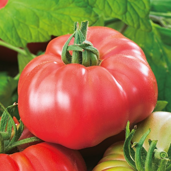Pomidor Zorza Toruńska nasiona 0,2g