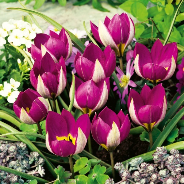 Tulipan botaniczny Persian Pearl Tulipan botaniczny Persian Pearl