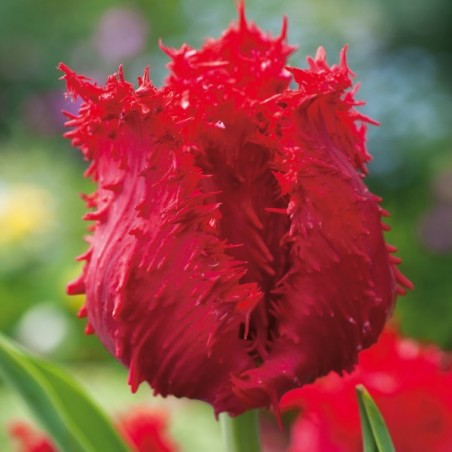 Tulipan strzępiasty Barbados