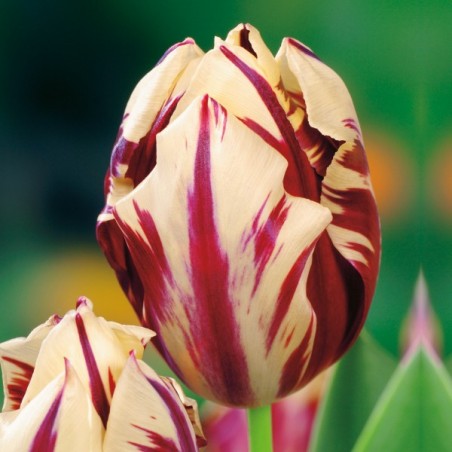 Tulipan Grand Perfection