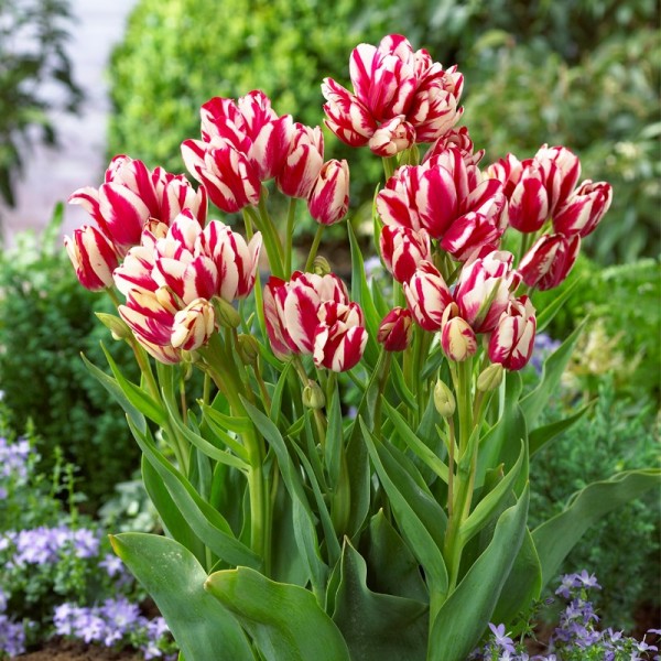 Tulipan wielokwiatowy Flaming Club Tulipan wielokwiatowy Flaming Club