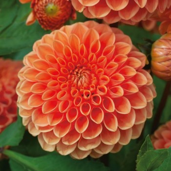 Dalia pomponowa Sylvia