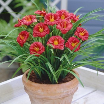 Liliowiec Siloam Grace Stamile