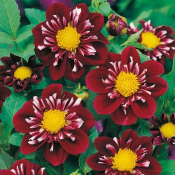 Dalia kołnierzykowa Impression Fantastico