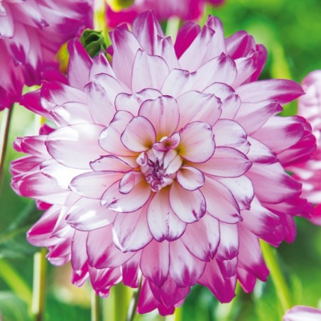 Dalia dekoracyjna Who Dun It