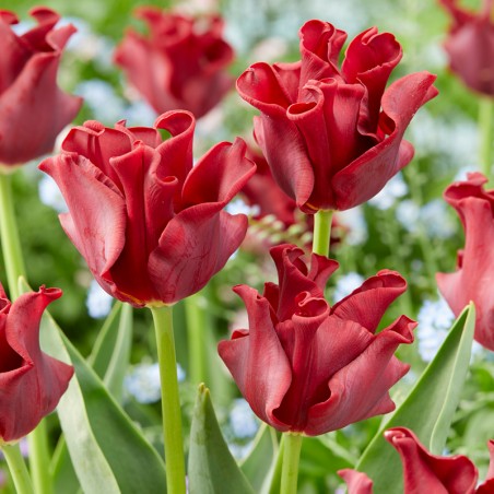 Tulipan Red Dress