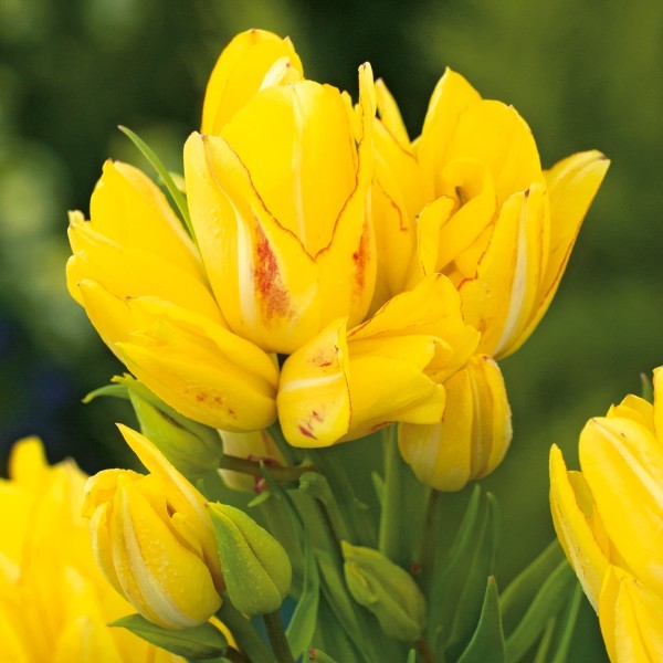 Tulipan wielokwiatowy Sunshine Club Tulipan wielokwiatowy Sunshine Club