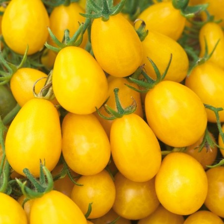Pomidor Cytrynek Groniasty najsłodszy, dla dzieci