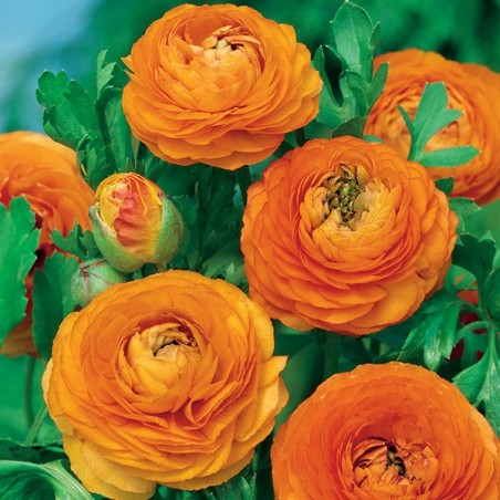 Jaskier azjatycki pomarańczowy