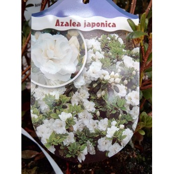 Azalia japońska Schneeperle