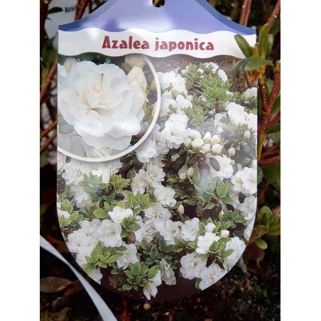 Azalia japońska Schneeperle
