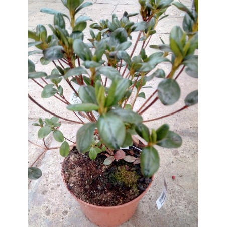 Azalia japońska Schneeperle