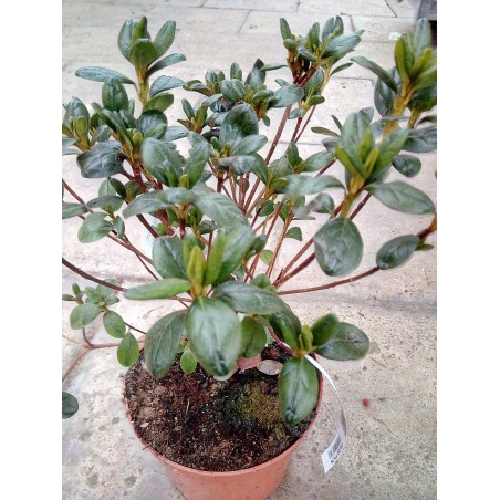 Azalia japońska Schneeperle