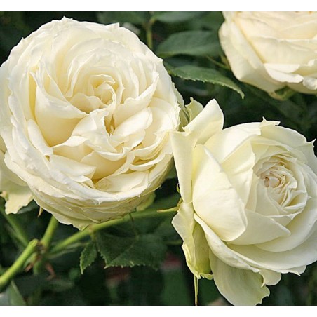 Róża wielkokwiatowa Wedding Piano®
