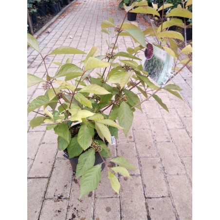 Pięknotka Bodiniera 'Profusion'