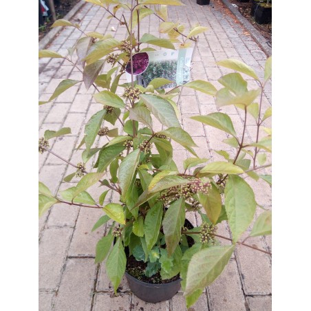 Pięknotka Bodiniera 'Profusion'