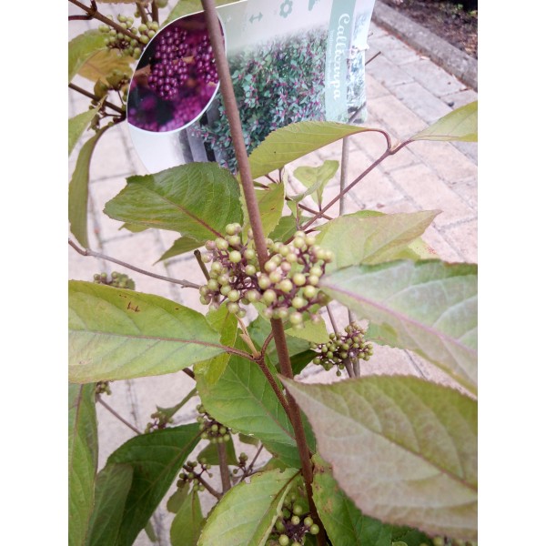 Pięknotka Bodiniera 'Profusion' Pięknotka Bodiniera 'Profusion'