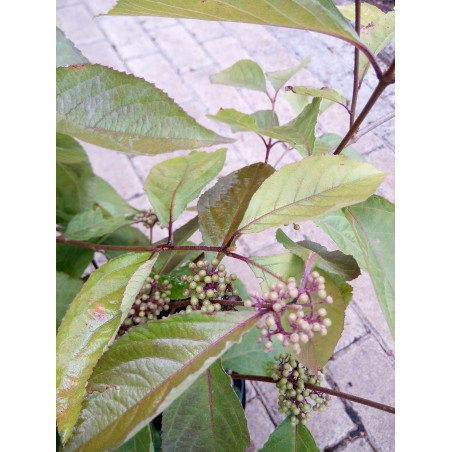 Pięknotka Bodiniera 'Profusion'