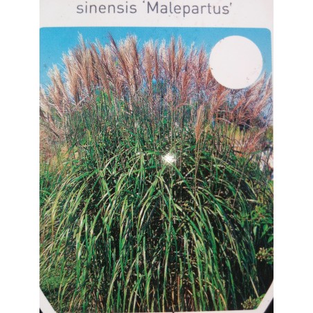 Miskant chiński 'Melapartus'