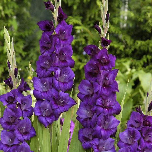 Mieczyk Purple Flora purpurowy