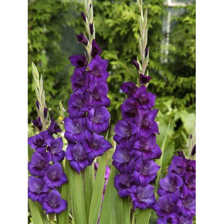 Mieczyk Purple Flora purpurowy