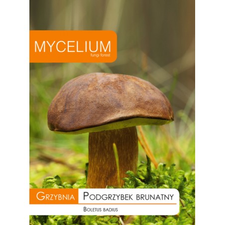 Grzybnia Podgrzybek brunatny - Mycelium
