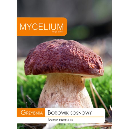 Grzybnia Borowik sosnowy - Mycelium