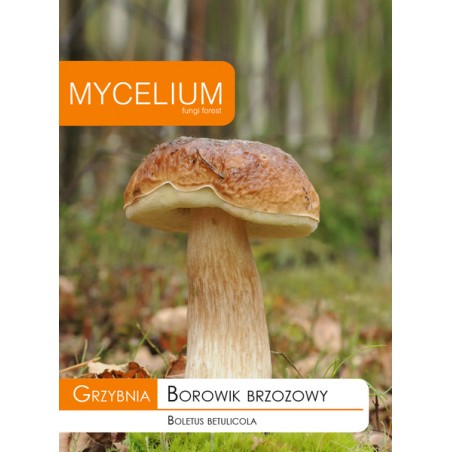 Grzybnia Borowik brzozowy - Mycelium