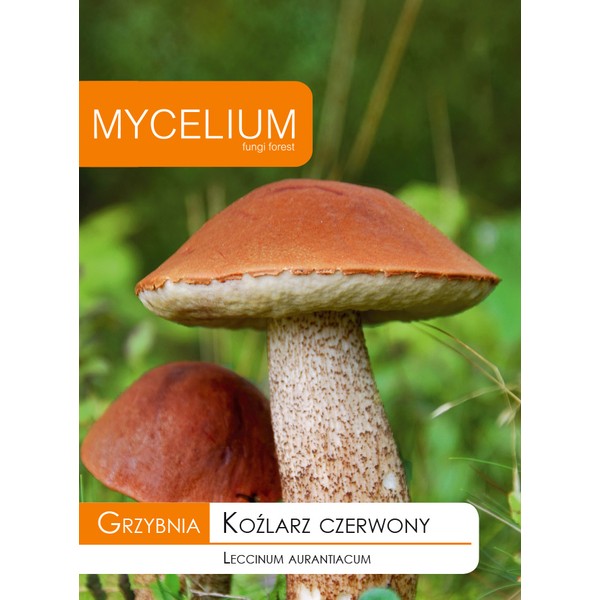 Grzybnia Koźlarz czerwony - Mycelium