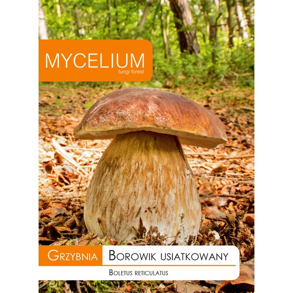 Grzybnia Borowik usiatkowany - Mycelium