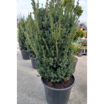 Cis pośredni Hillii