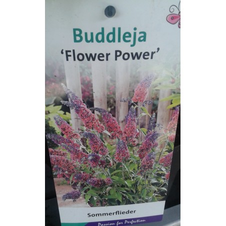Budleja Flower Power®