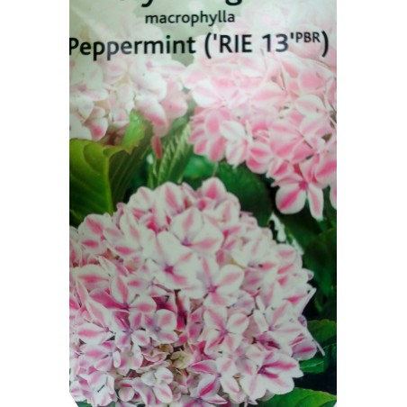 Hortensja ogrodowa Peppermint
