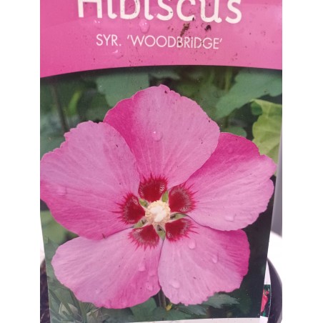 Hibiskus syryjski Woodbridge