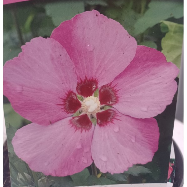 Hibiskus syryjski Woodbridge