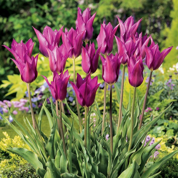 Tulipan liliokształtny Purple Dream