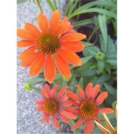 Jeżówka- Echinacea