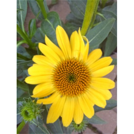 Jeżówka- Echinacea