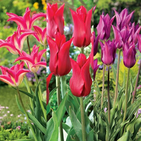 Kolekcja "Tulipany liliokształtne"