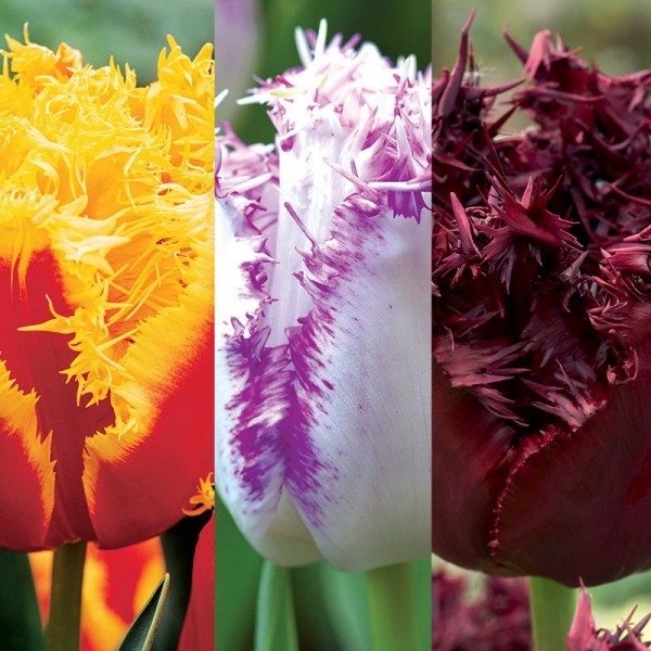 Kolekcja "Tulipany strzępiaste"