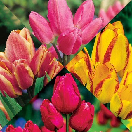 Kolekcja "Tulipany wielokwiatowe"