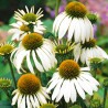 Jeżówka, Echinacea White Swan nasiona 0,5g