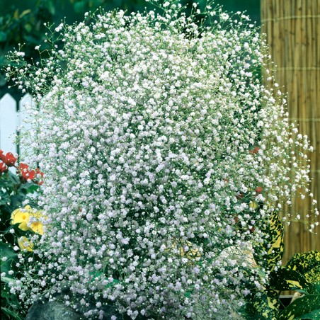 Gipsówka wiechowata o kwiatach pełnych nasiona