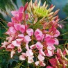 Kleoma ciernista Rose Queen