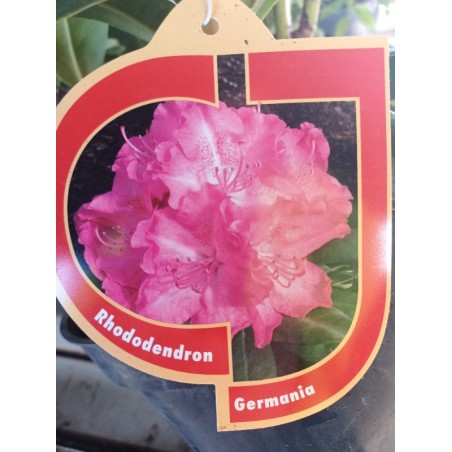 Różanecznik wielkokwiatowy Germania