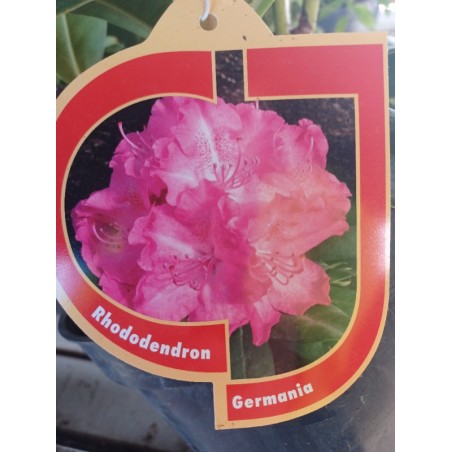 Różanecznik wielkokwiatowy Germania