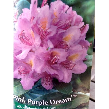 Różanecznik wielkokwiatowy Pink Purple Dream
