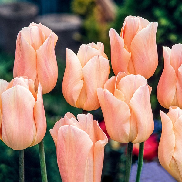 tulipan Apricot Beauty