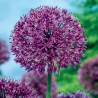 Czosnek Purple Sensation