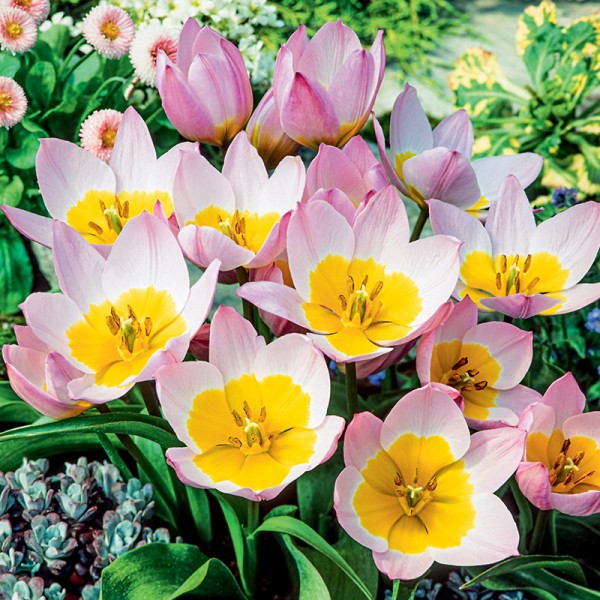 Tulipan botaniczny Lilac Wonder